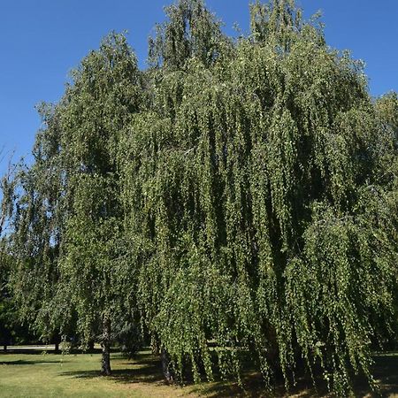 Al Salice Tranquillita Nel Verde Via Amendola 24 Apartment Busto Arsizio Exterior foto